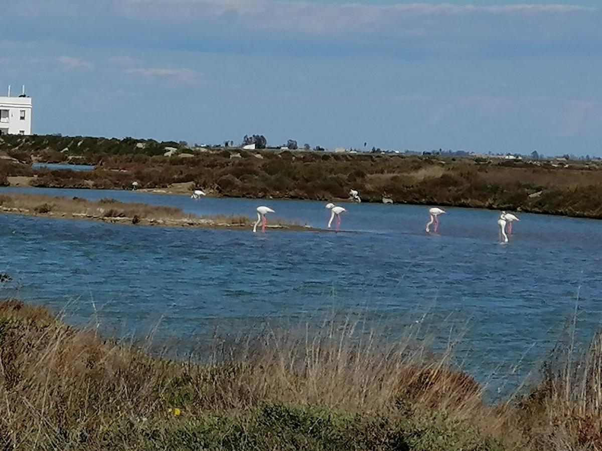 Lo Flamenc @Amposta Leilighet Eksteriør bilde